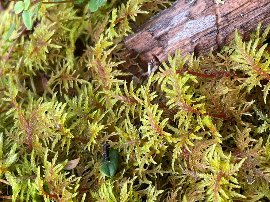 Feather Moss 