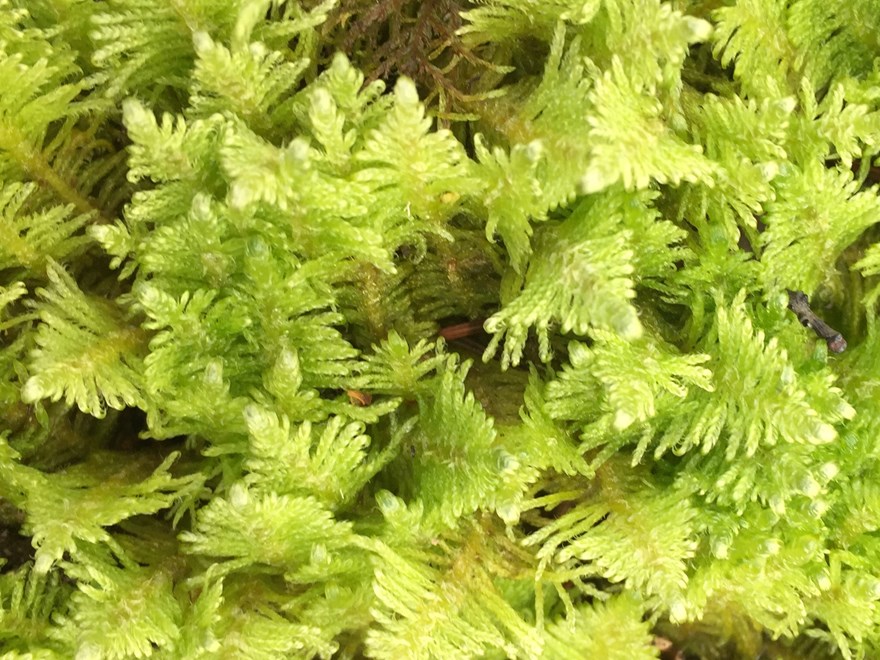 Feather Moss