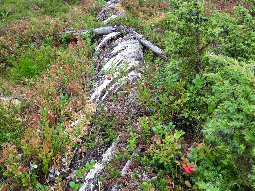 forestshrub