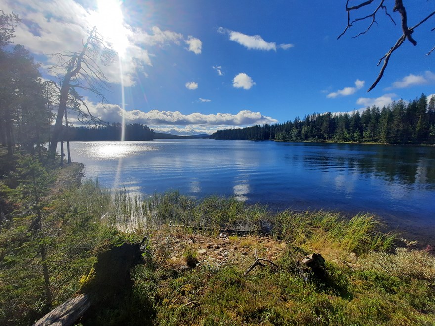 Skog Landskap