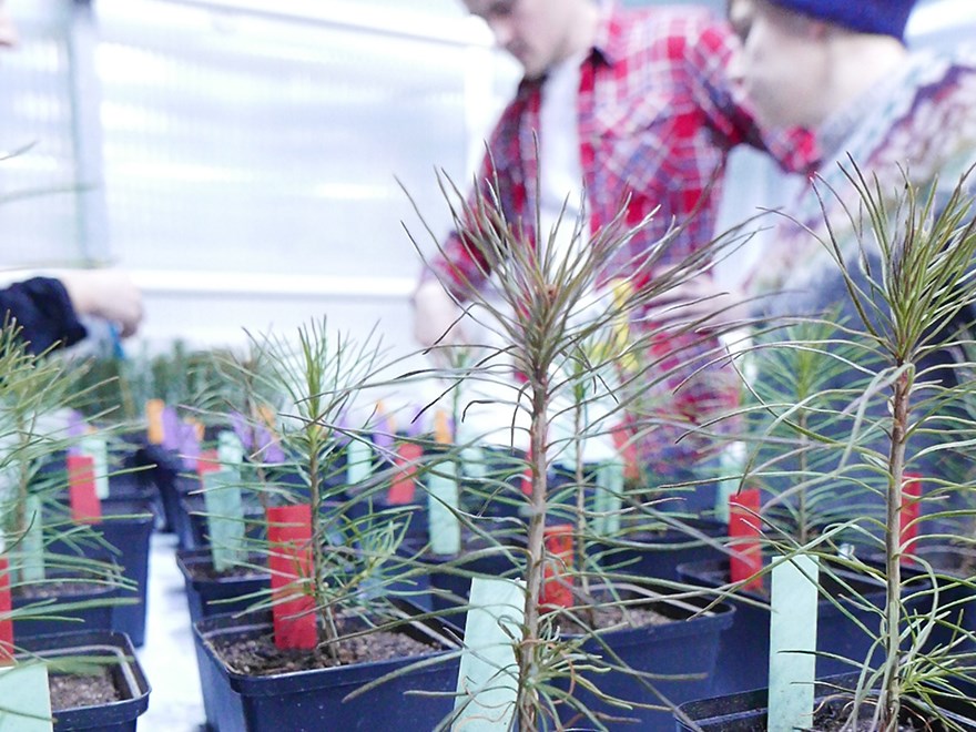 Study of seedlings