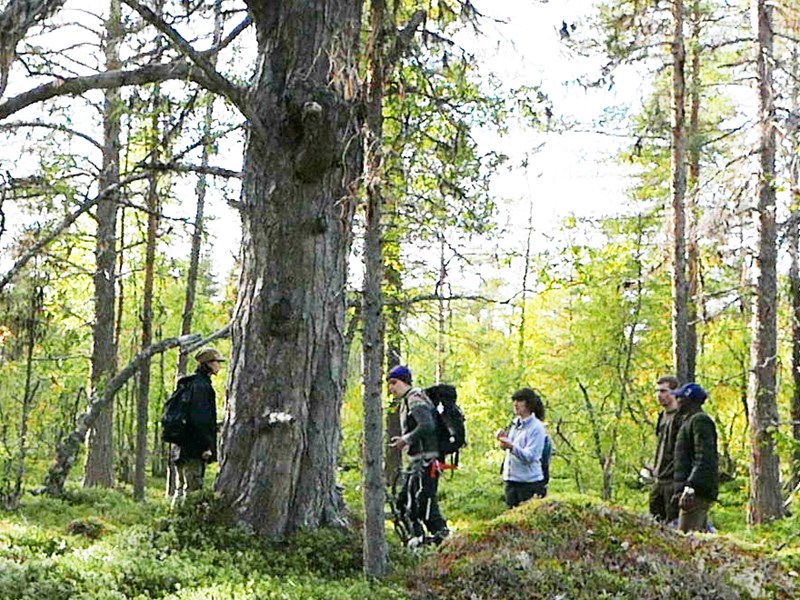Students around an old pine