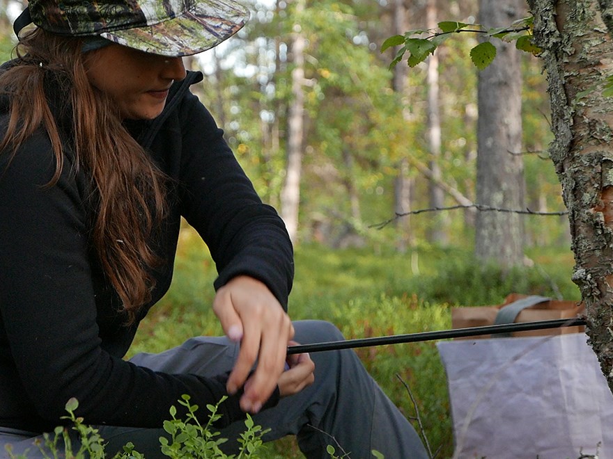 Student takes an increment core from a birch