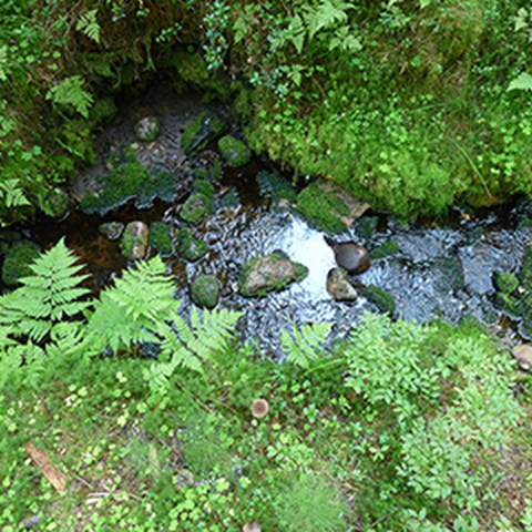 Stream