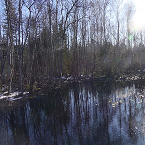 Vårflod i skogen