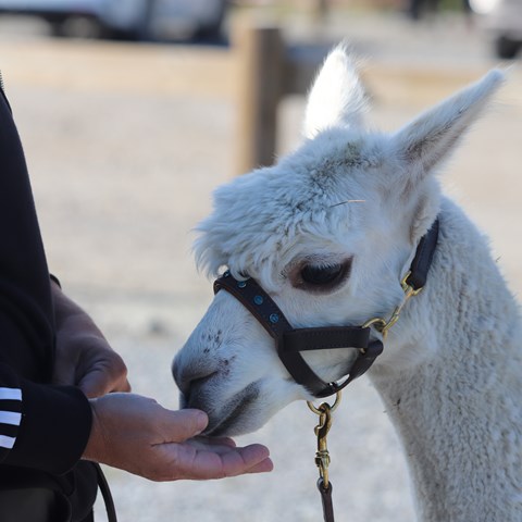 White Alpaca is being fed