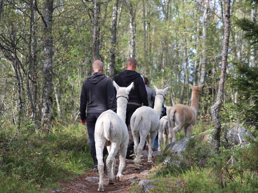 People and alpacas walking in a birch forest