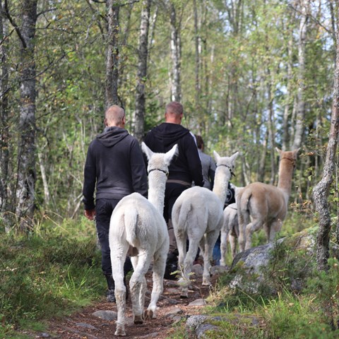 People and alpacas walking in a birch forest