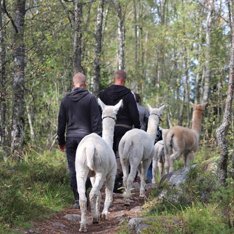 Personer och alpackor prommenerar i björkskog