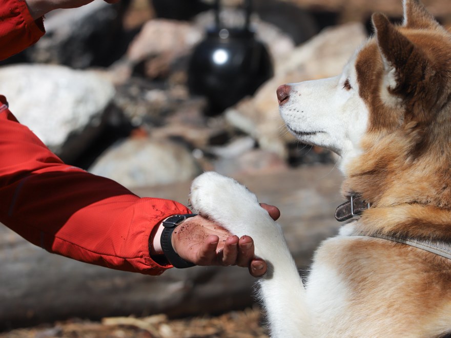 Hund och hand