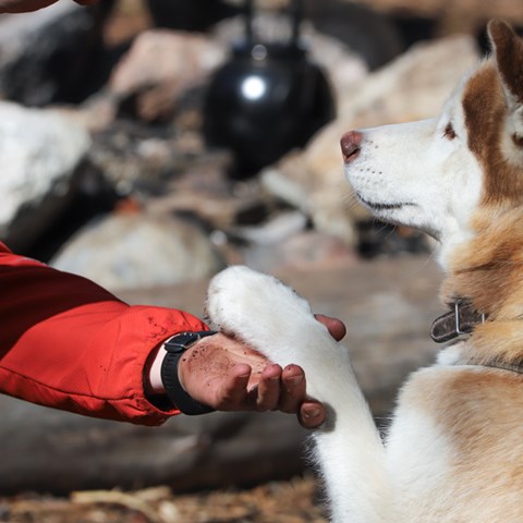 Dog and hand