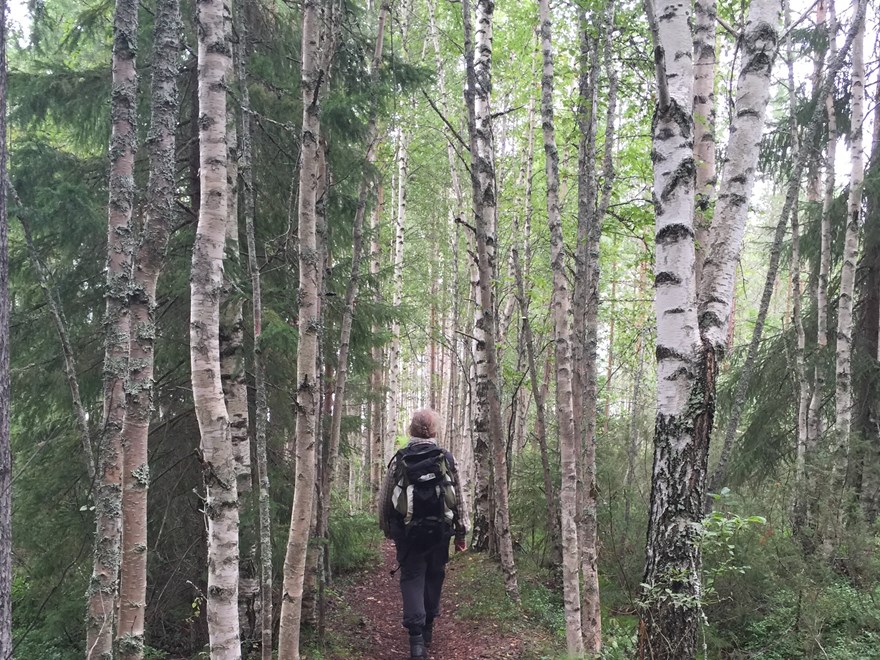 Person som vandrar i tät björkskog