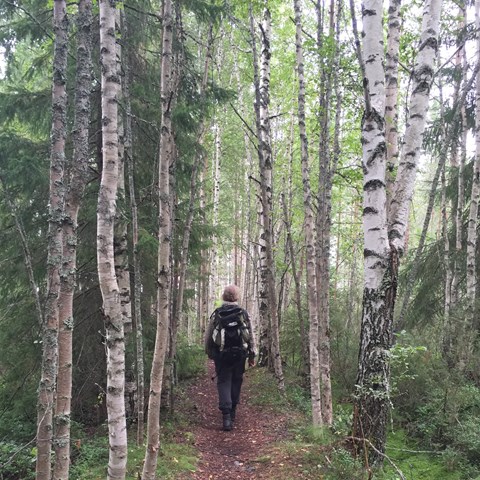 Person walking in birch forest