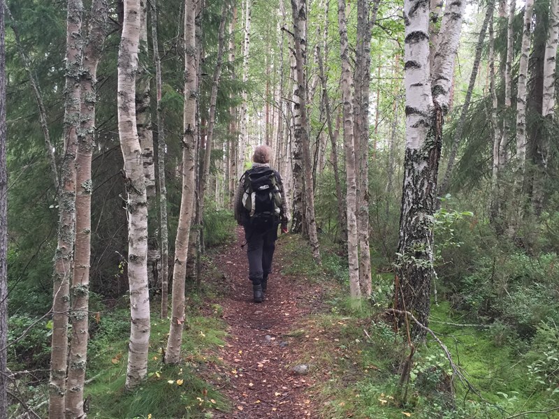 Birch Forest with aperson walking