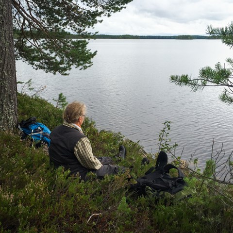 Forest break