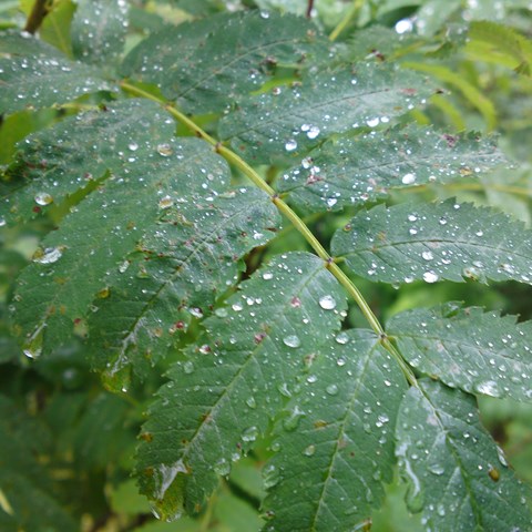 Leaf with water droplets