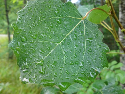 Leaf with water droplets