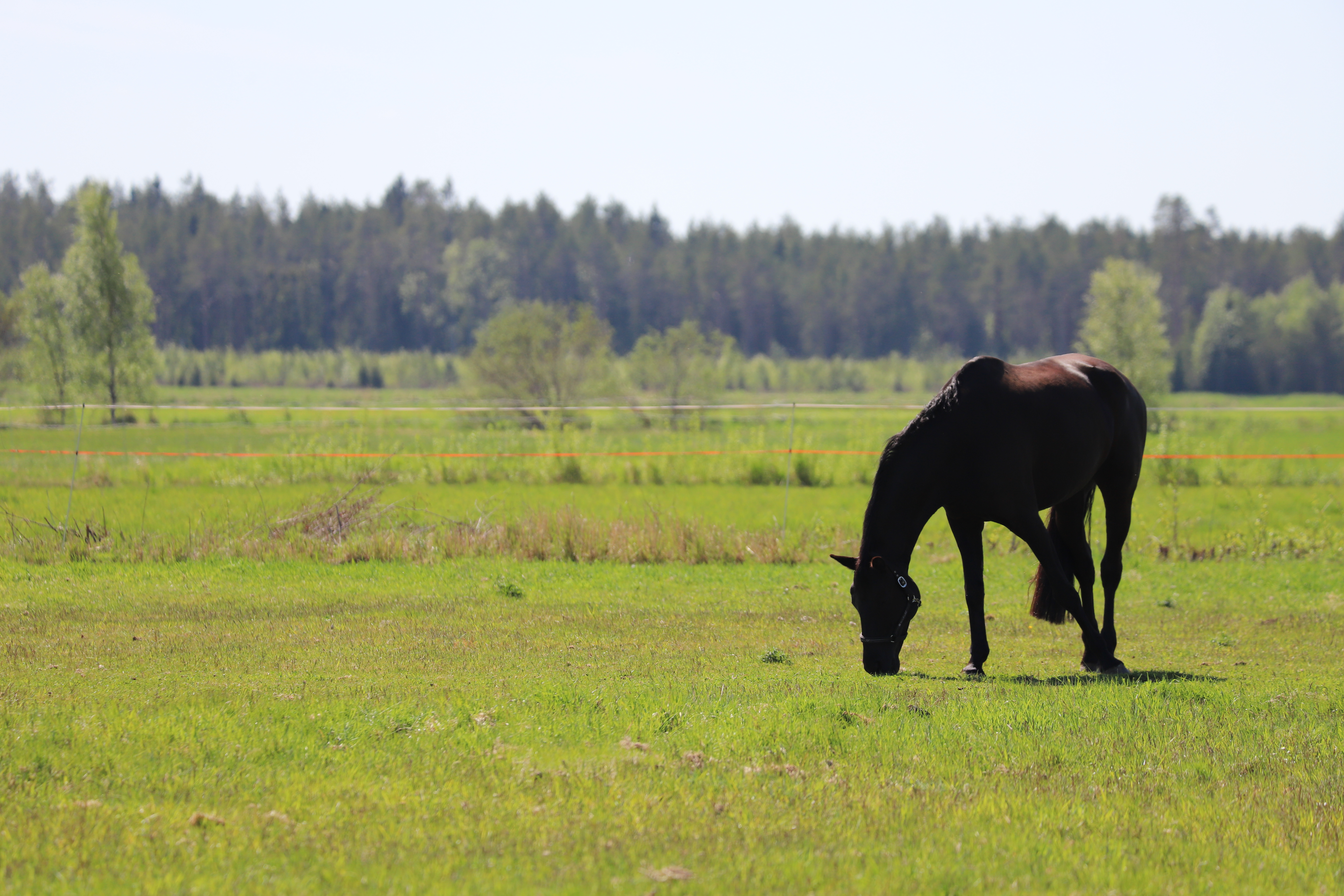 Häst i hage med grönt gräs