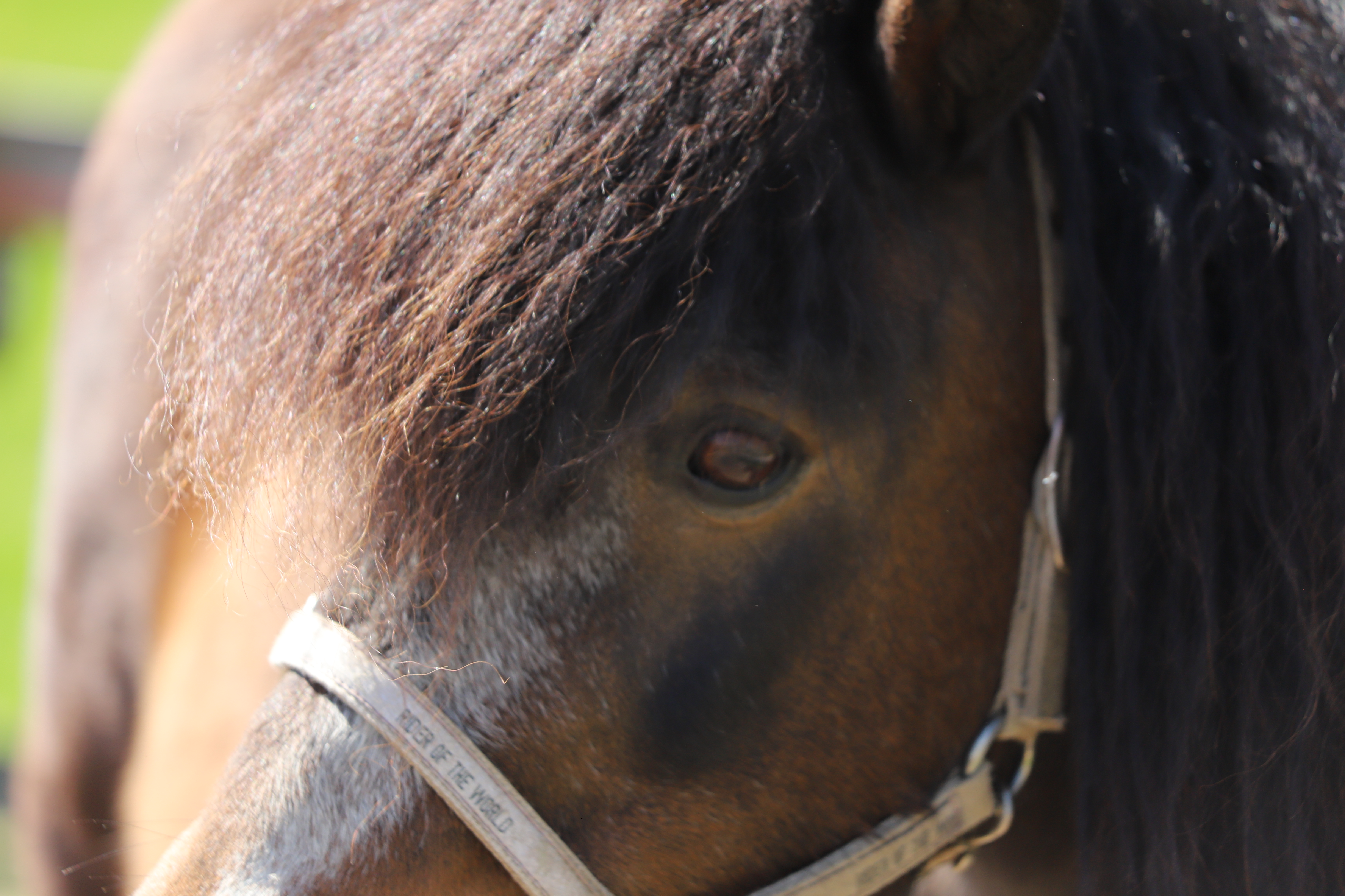 Closeup on the head of black horse