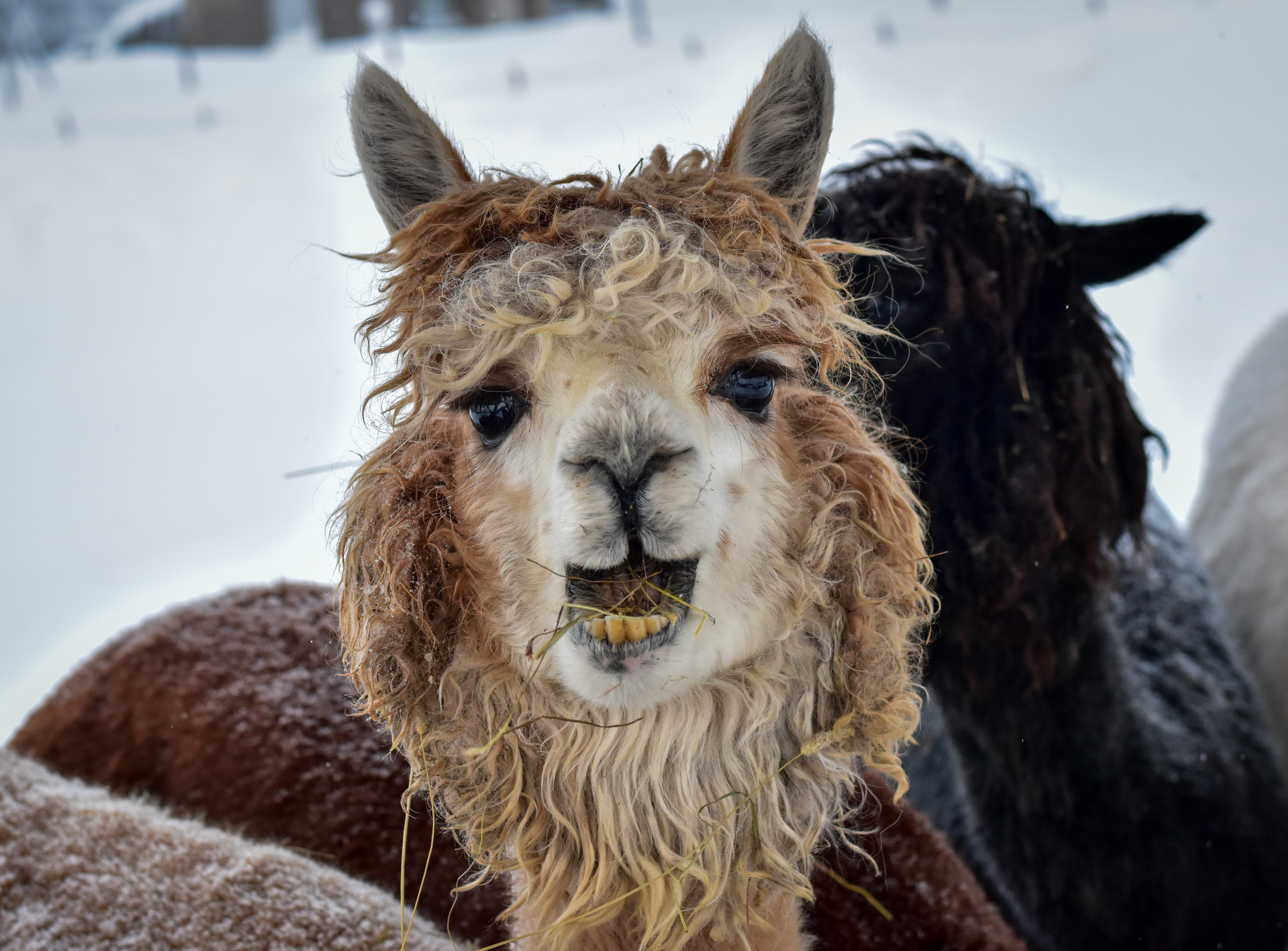 Alpaca