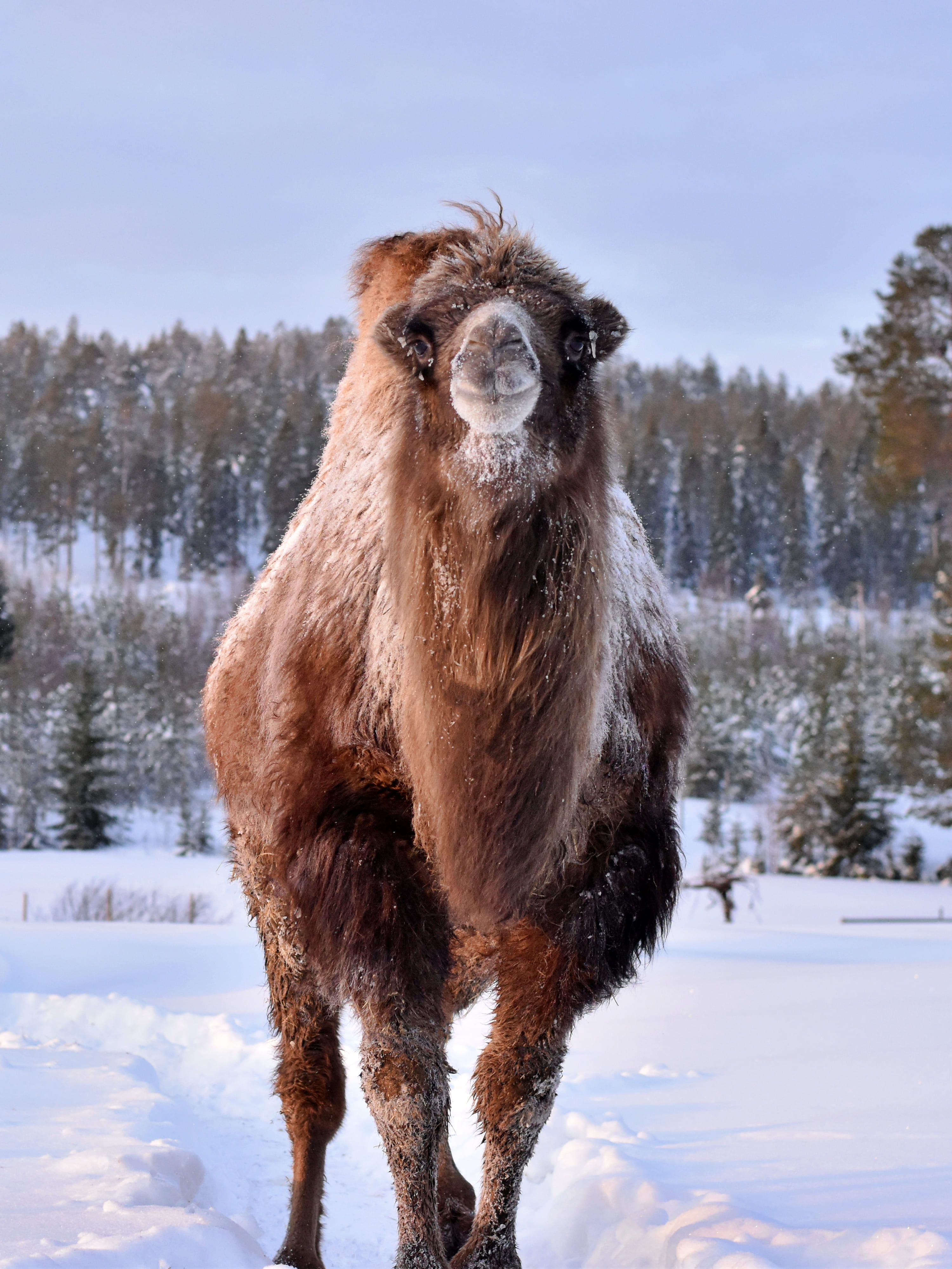 Camel in snow