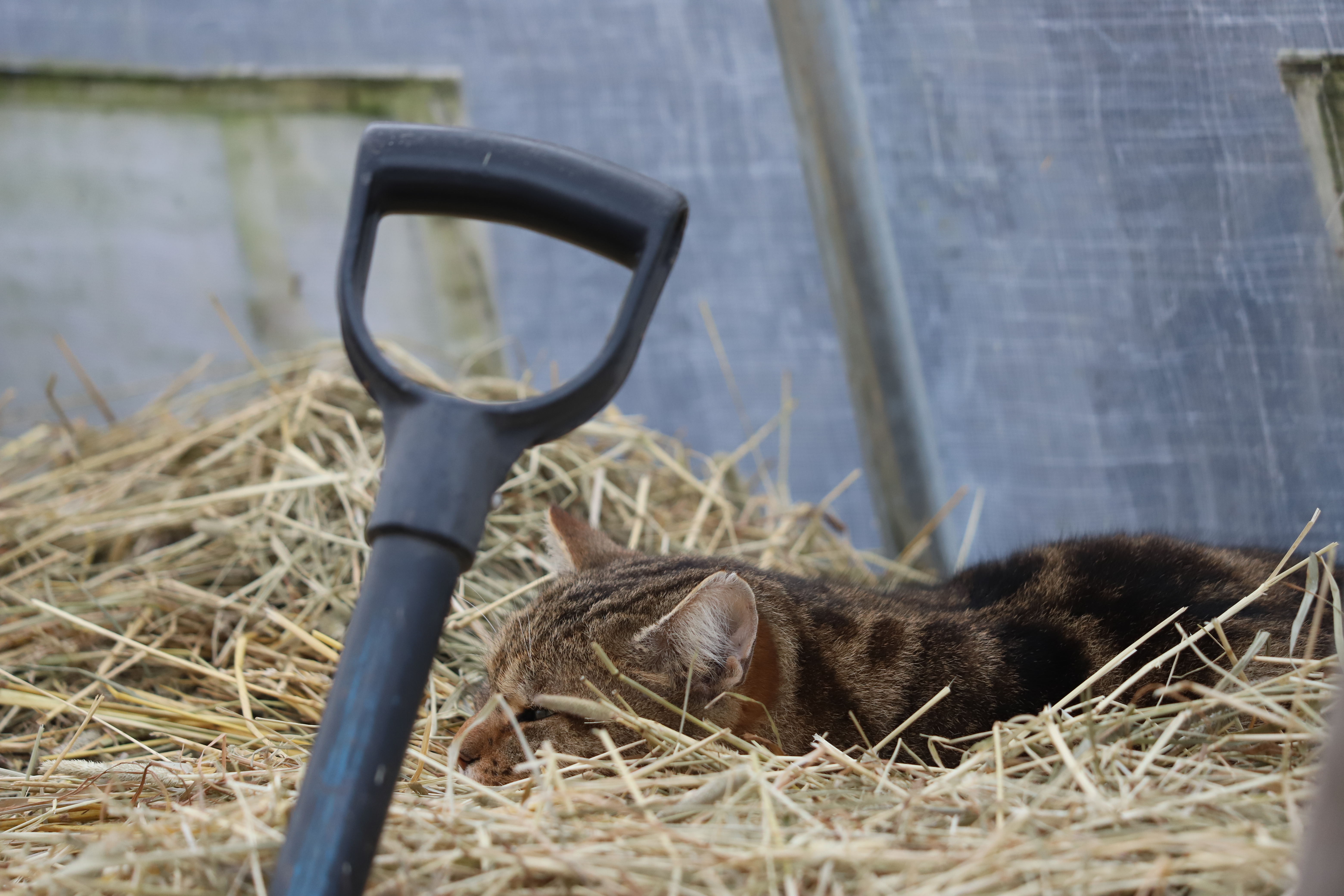 Cat sleeping in straw hehind a spade 