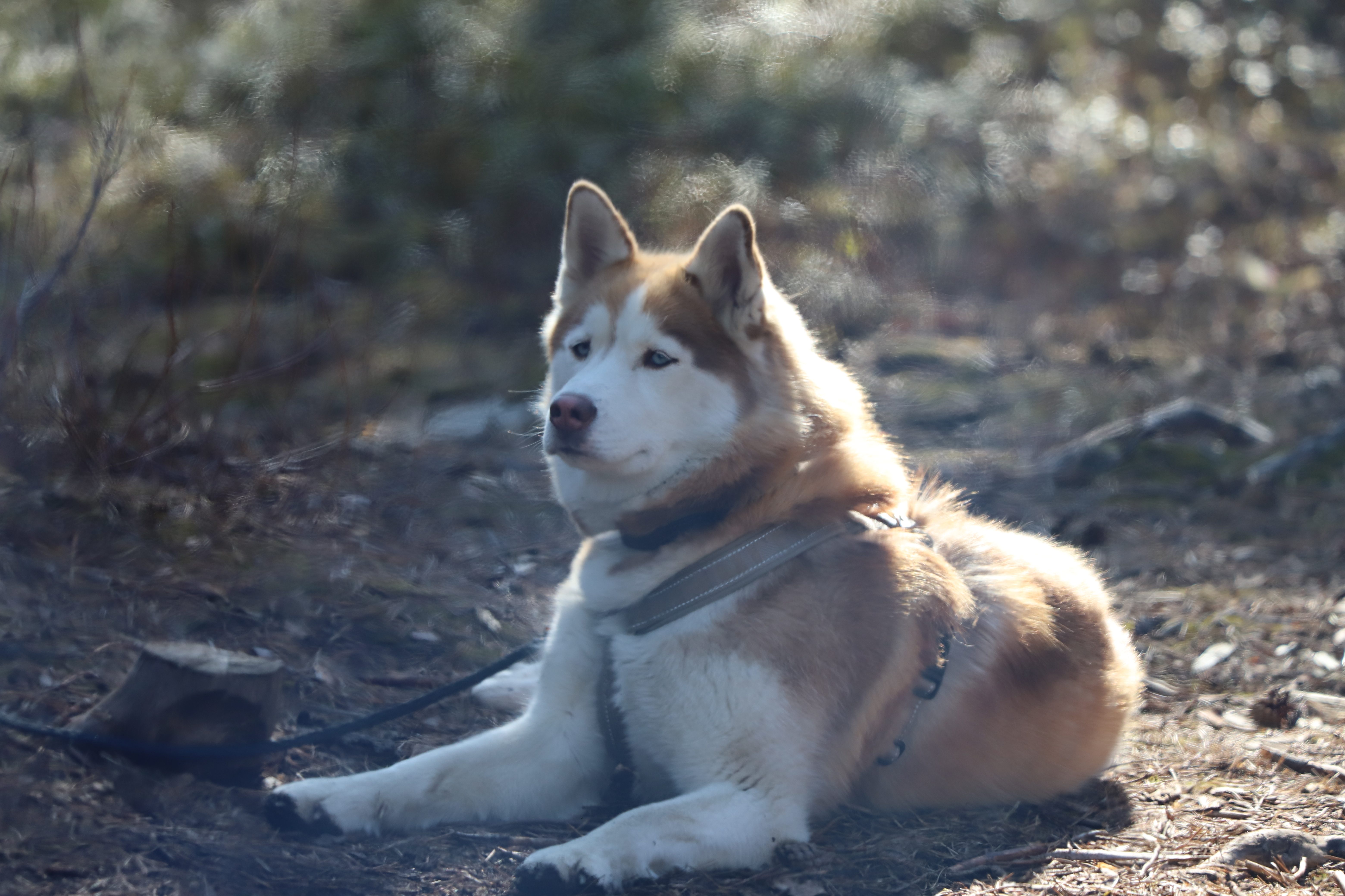 Dog laying on the ground outdoors