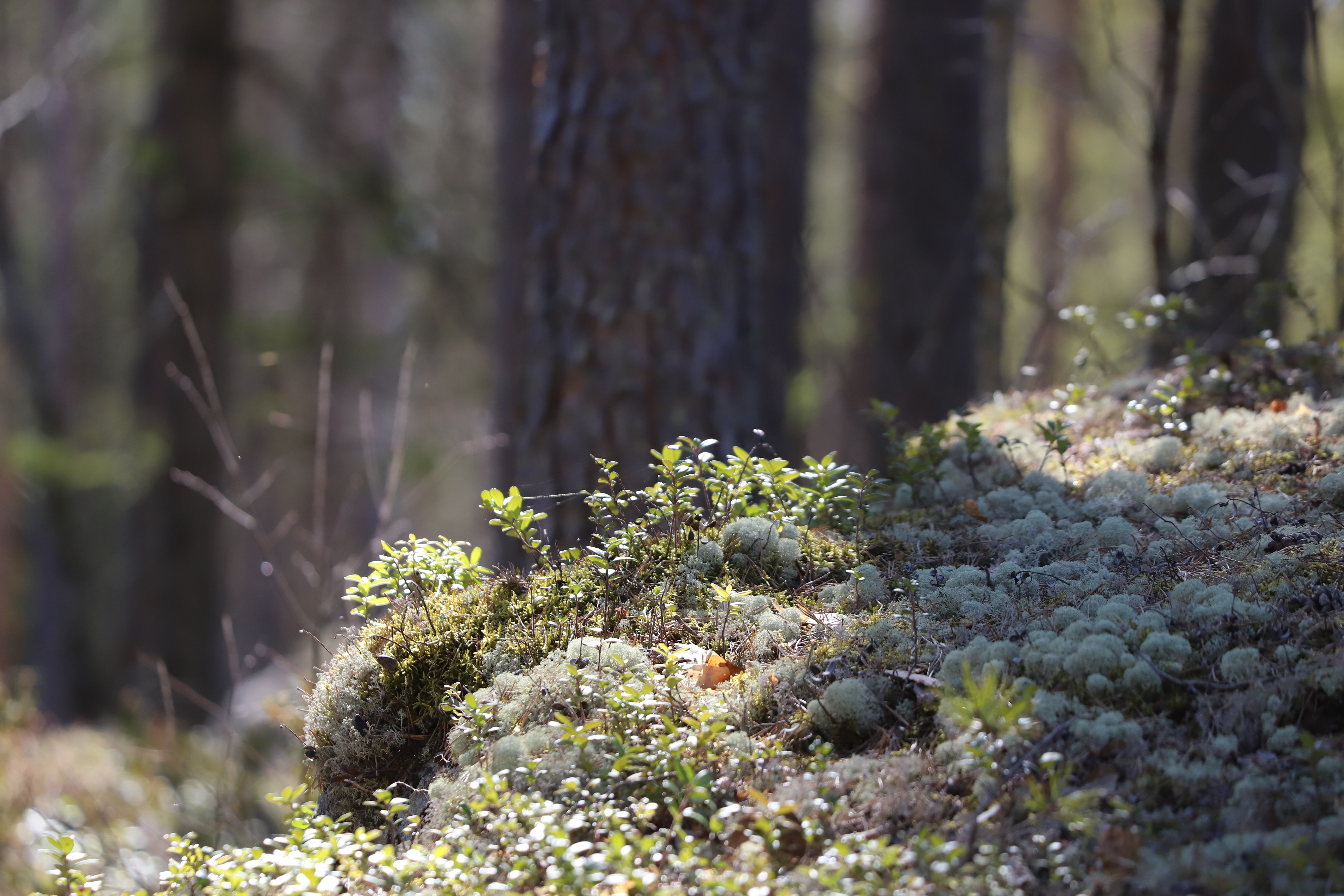 Lichens in pine forest