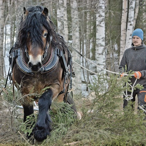 Häst med förare i skogsarbete