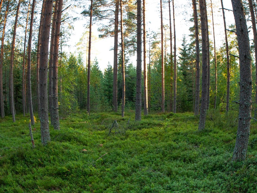 Skog