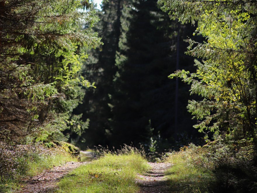 Forest road