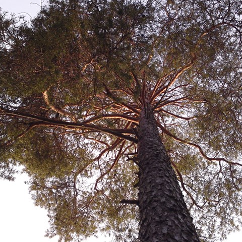 Pine tree from under