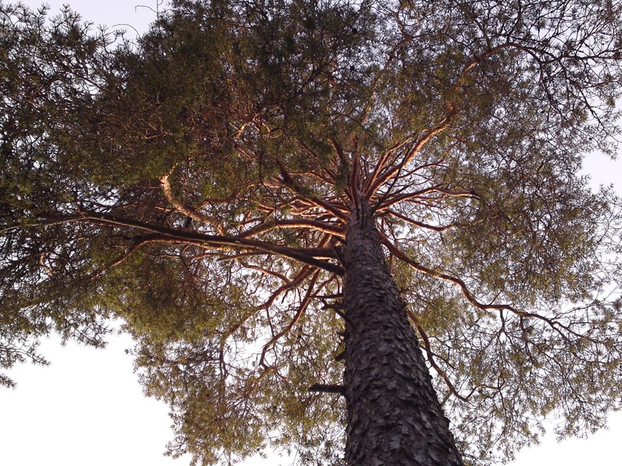 Pine tree from under
