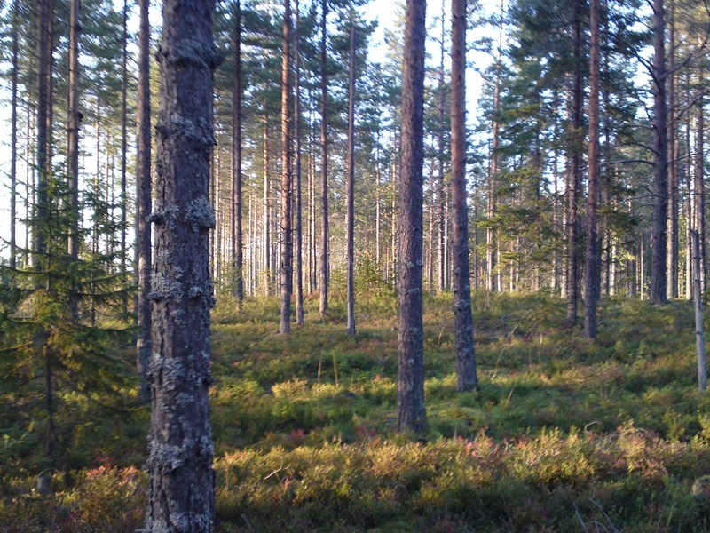 tallskog