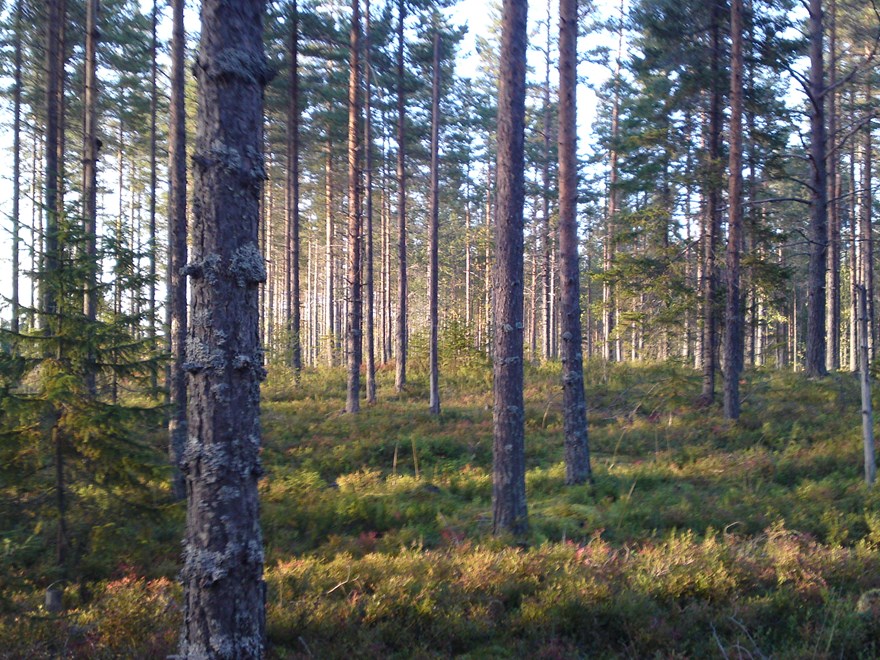 tallskog