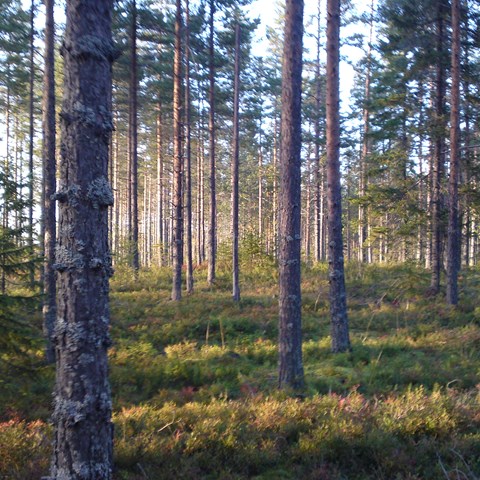 Pine forest