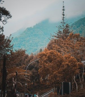 Människor i skog i Taiwan