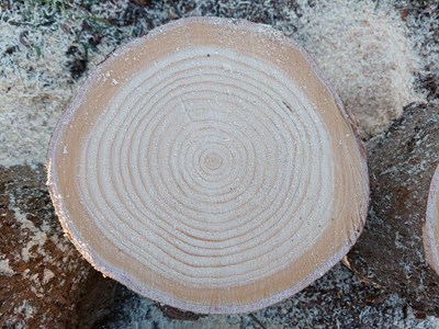 Trätrissa