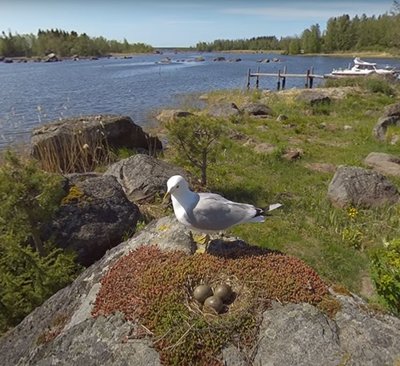 Fiskmås vid ägg
