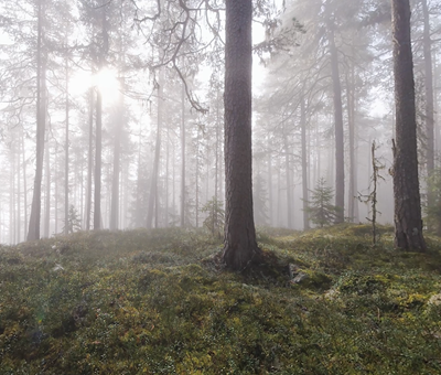 Tallskog i morgondimma