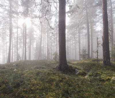 Pine forest with morning fog