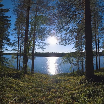 Sunny forest lake VR