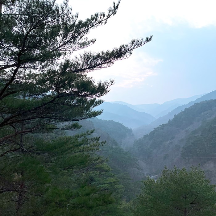 Utsikt över naturtallskog i Sydkorea