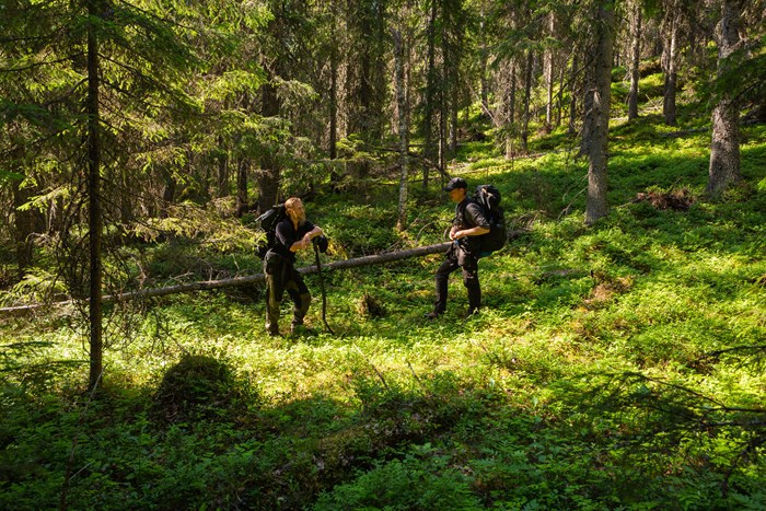 Johannes Larson och kollegor på SLU gräver i skogen