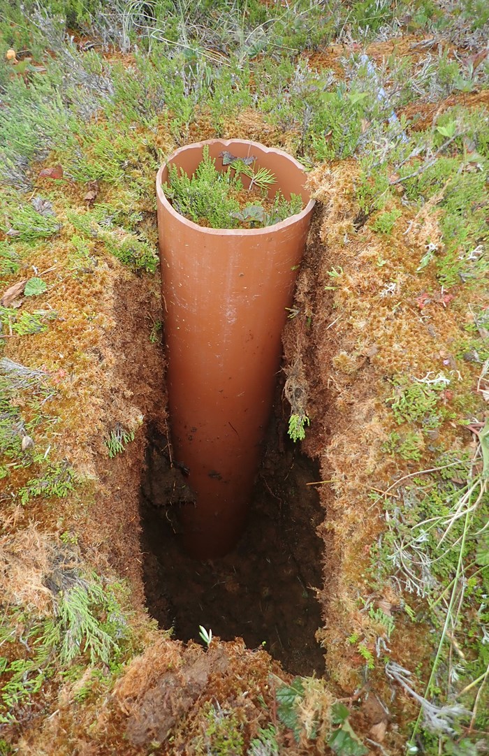 Sampling for surface peat accumulation rates of carbon and nitrogen. 