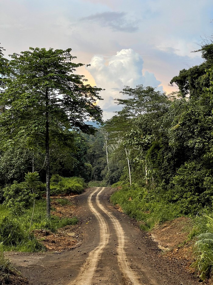Skogsväg i Yayasan Sabah, Borneo