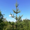 Nioåriga tallplantor utanför Stöcke har hunnit bli 3,5 meter höga. 2017.