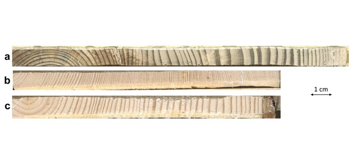 Tree rings compared.