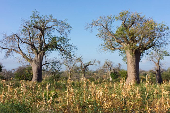 Att kombinera odling och skogsbruk kan förbättra markinfiltrationen i den odlade jorden. Här, i Makueniregionen i Kenya samsas baobabträd och sorghumplantor. 