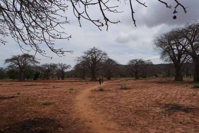 Agro-skogsområde i Dodoma-regionen i Tanzania under den torra säsongen